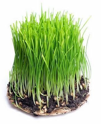 Barley Grass